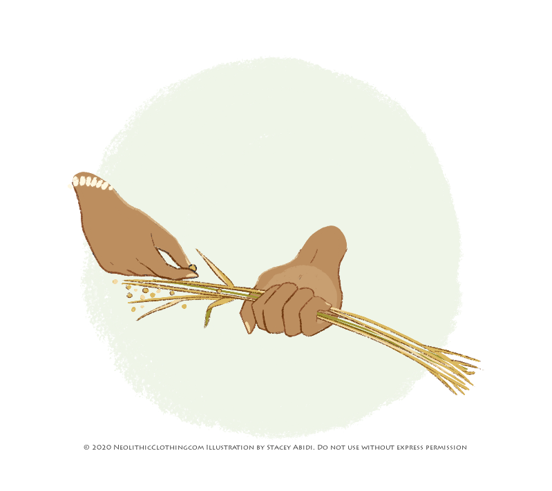 Dried flax is passed through a comb-like object to strip the seeds