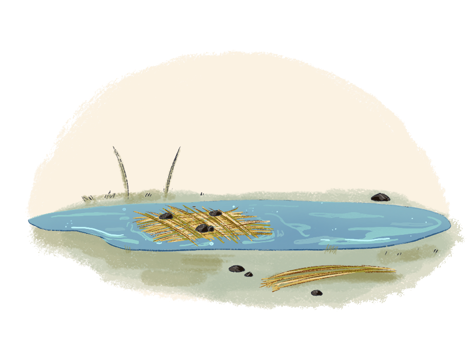 The fiber of flax is contained within the plant's stalk and must be removed using water