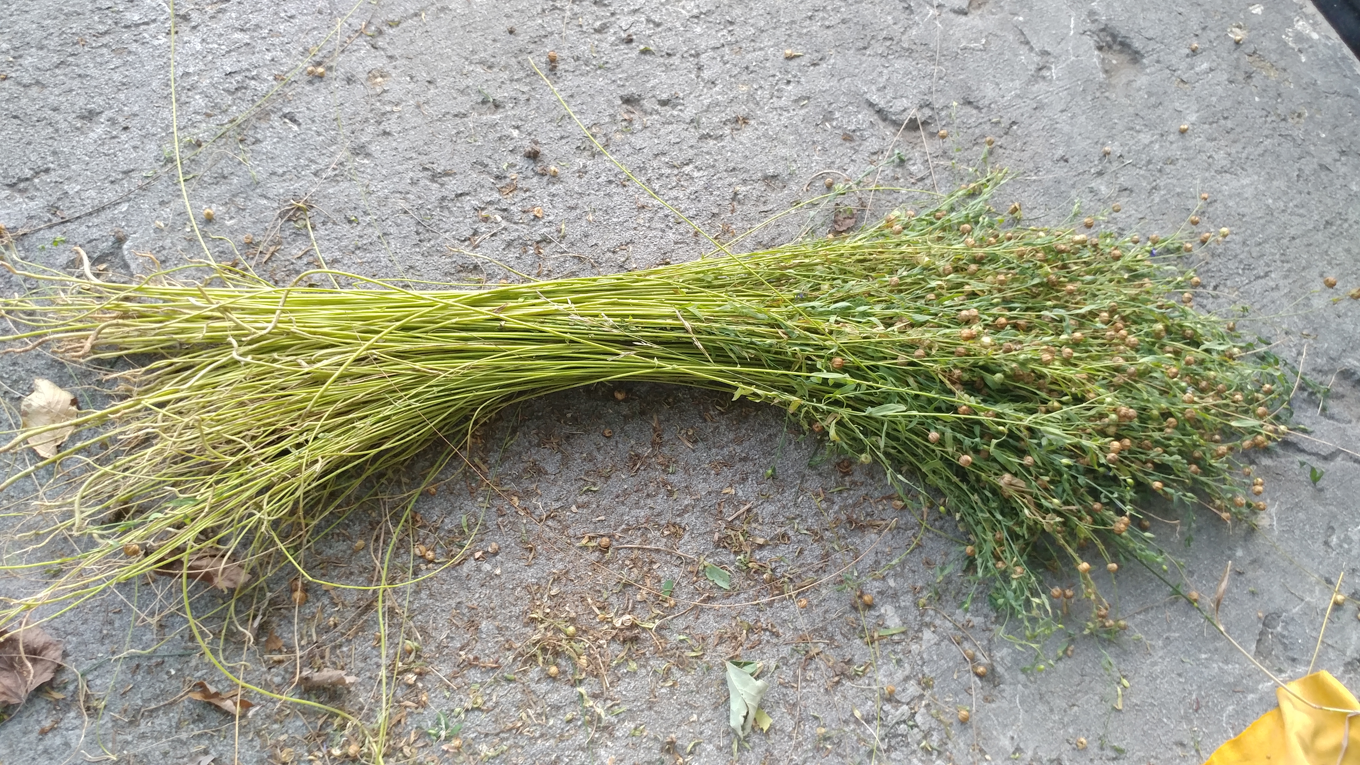 Drying flax